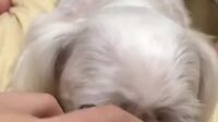 강아지와 오랄섹스하는년 국산야동|한국야동|BJ야동|딥페이크야동